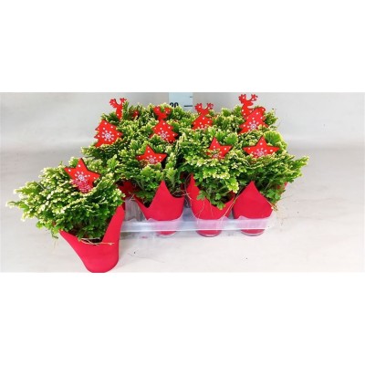 .Selag M Jori pot 9 15cm