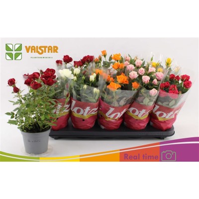 .Ro Lotz Of Gem 6 Kl pot 12...