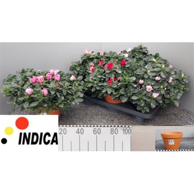 .Rhodo Si V Gem 5 Srt pot...