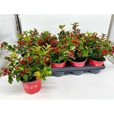 .Ilex Meserveae pot 12 20cm