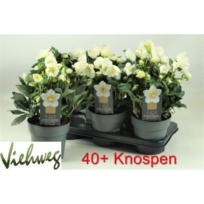 .Hell Ni Hgc Wintergo pot...