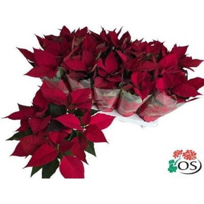 .Euphor P Mars pot 11 31cm