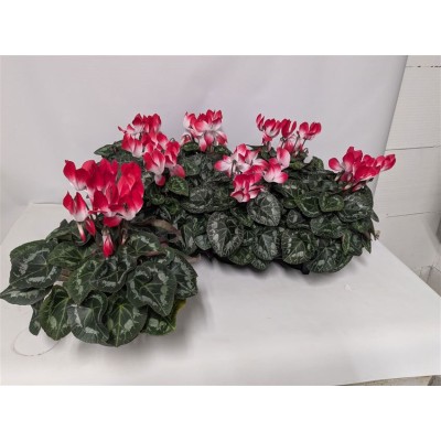 .Cycl Md Indiaka pot 12 22cm