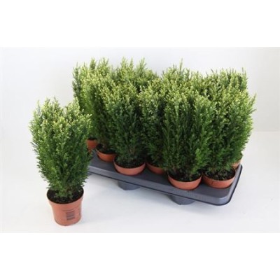 .Cham L Snow White pot 10.5...