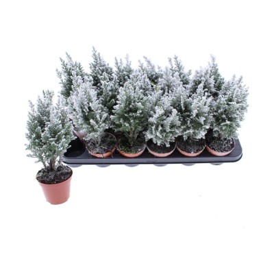 .Cham L Ellwoodii pot 9...