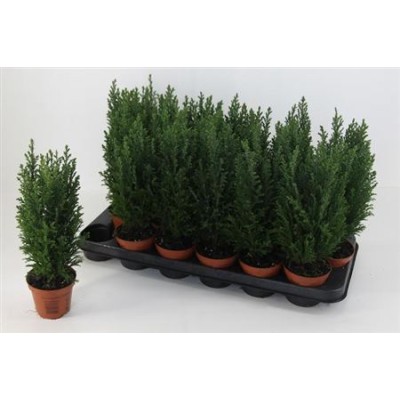 .Cham L Ellwoodii pot 9 30cm