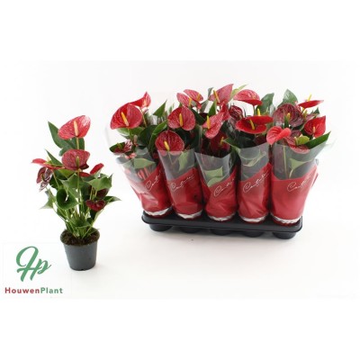 .Anthu An Success Red pot...