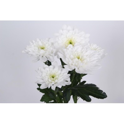 CHRYS TR EMPEROR X40 100gr