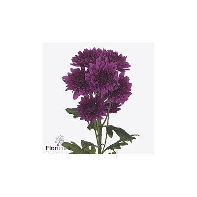 CHRYS TR LAMIRA X20 90gr