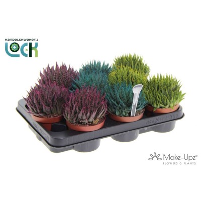 .Aloe Aristata pot 10.5 15cm