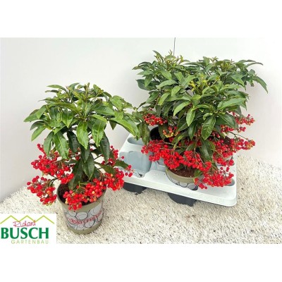 .Ardis Crenata pot 14 35cm