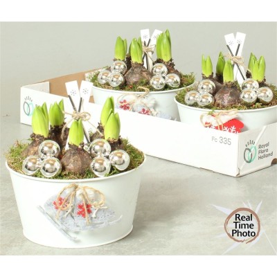 .Arr Hyacinth pot 21 25cm...