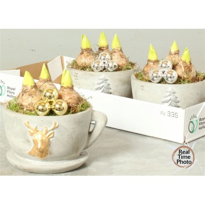 .Arr Hyacinth pot pot 19...