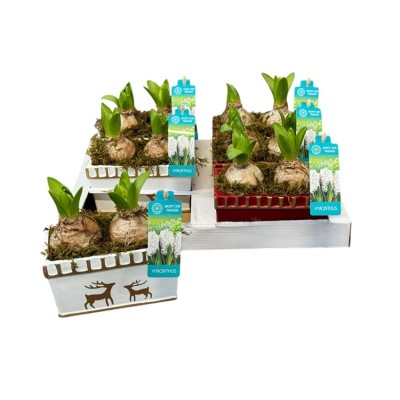 .Arr Hyacinth pot 16 25cm...