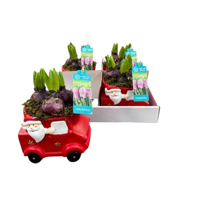 .Arr Hyacinth pot 10...