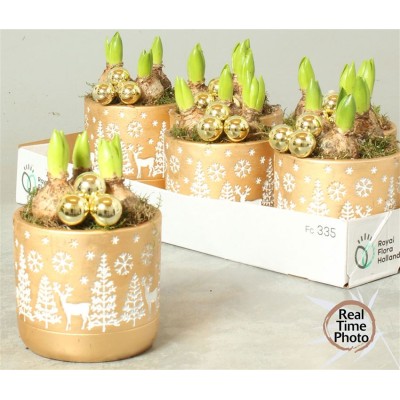 .Arr Hyacinth pot 14 25cm...