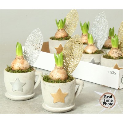 .Arr Hyacinth pot 13 25cm...