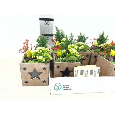 .Arr Hyacinth pot 12 28cm bois