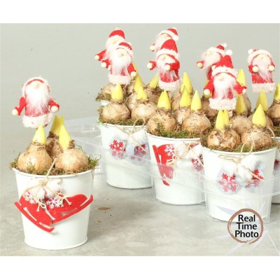 .Arr Hyacinth pot 12 25cm...