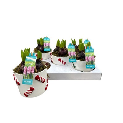 .Arr Hyacinth pot 12 25cm...