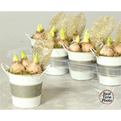 .Arr Hyacinth pot 12 25cm zinc