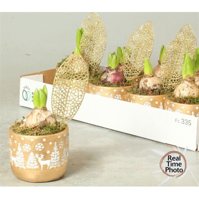 .Arr Hyacinth pot 11 20cm...