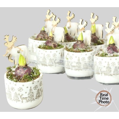 .Arr Hyacinth pot 11 20cm...