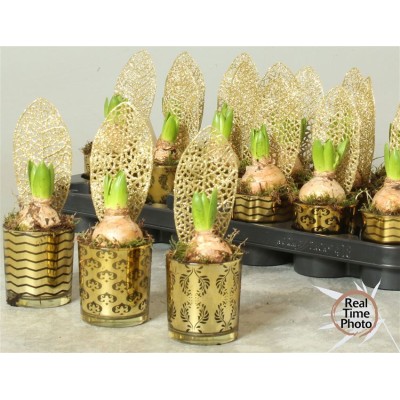 .Arr Hyacinth pot 7 20cm...