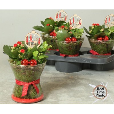 .Arr Kamerpl pot 16 30cm verre