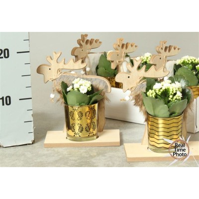 .Arr Kamerpl pot 16 20cm...