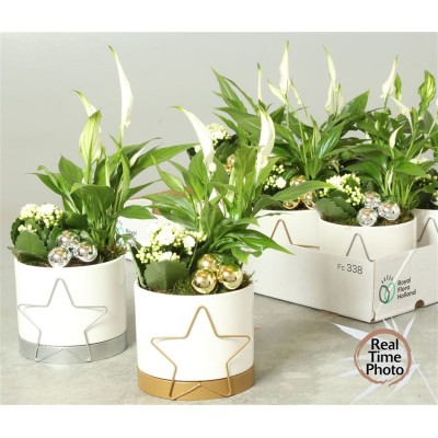 .Arr Kamerpl pot 13 55cm...