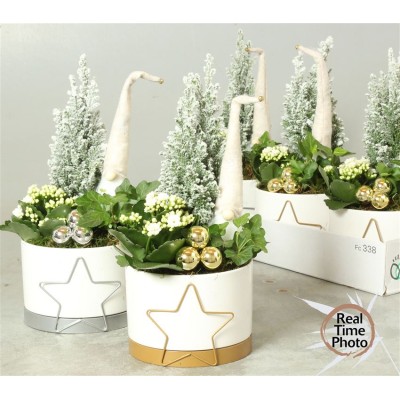 .Arr Kamerplanten H% pot 16...