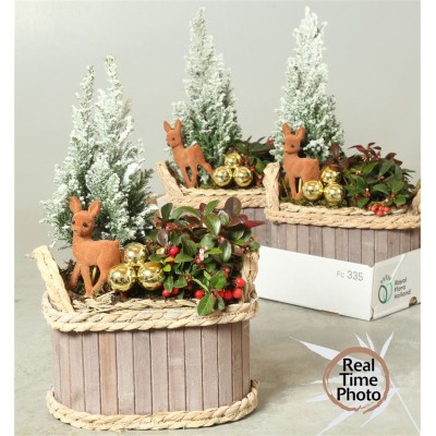 .Arr Tuinplanten pot 22...