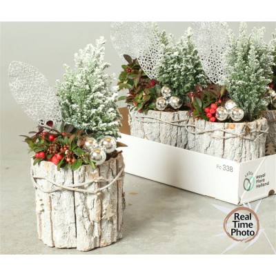 .Arr Tuinplanten pot 15...