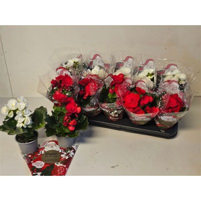 .Beg Du Gem pot 9 22cm 2KL