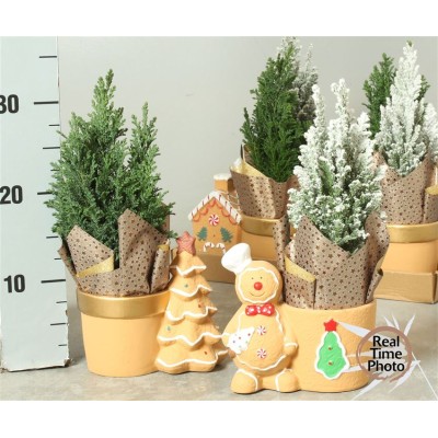 .Cham L Ellwoodii pot 14 30...