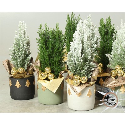 .Cham L Ellwoodii pot 11...