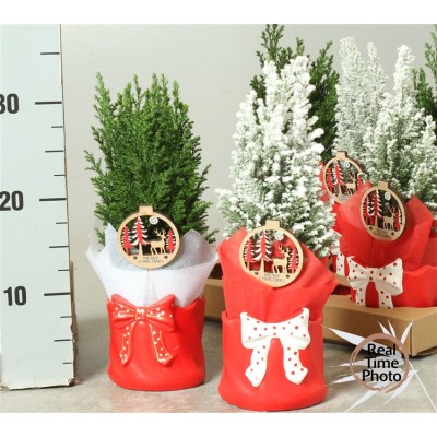 .Cham L Ellwoodii pot 11...