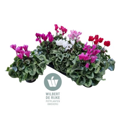 .Cycl Md Sup Rembrand pot...