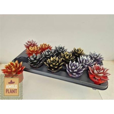 .Echev Miranda pot 8.5 11cm...