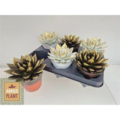 .Echev Miranda pot 12 15cm...