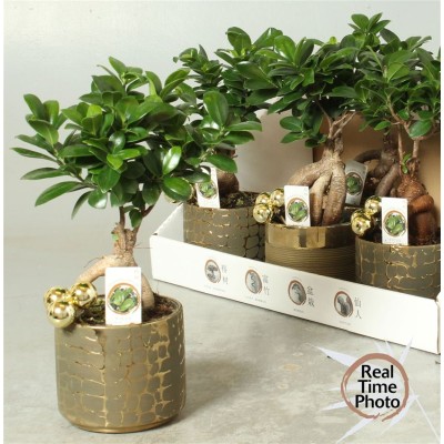 .Fic Mi Ginseng pot 13 35cm...