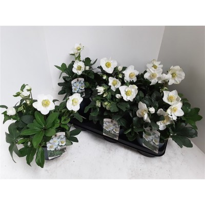 .Hell Ni Chr Carol pot 15 25cm