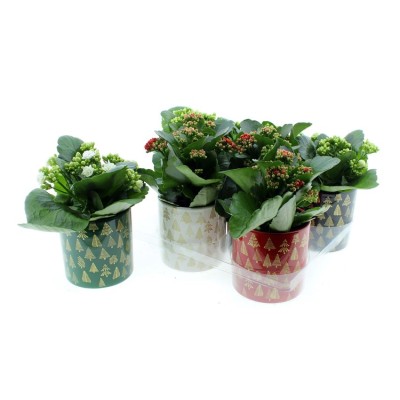 .Kal Ge Gem Divers pot 10...