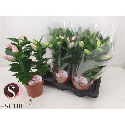 .Lil Or Souvenir pot 17 45cm