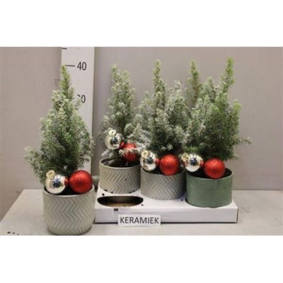 .Picea Gl Conica pot 14...