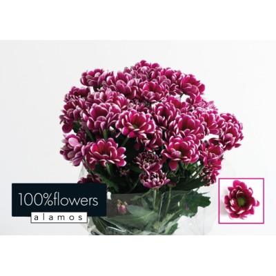 CHRYS TR ALAMOS X40 70gr 1er