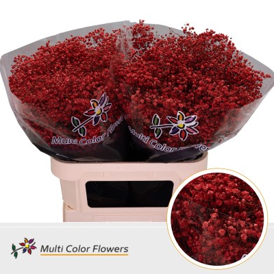 GYPSOPHILE XLENCE  ex ROUGE