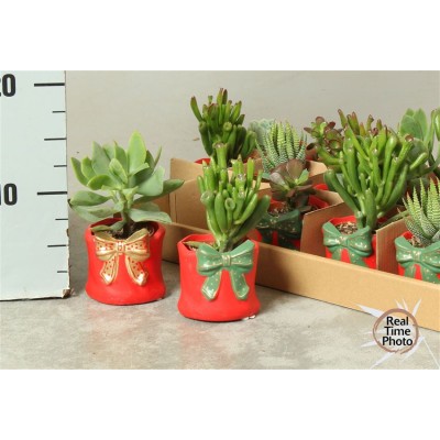 .Succ Ov pot 9 15cm cera noel