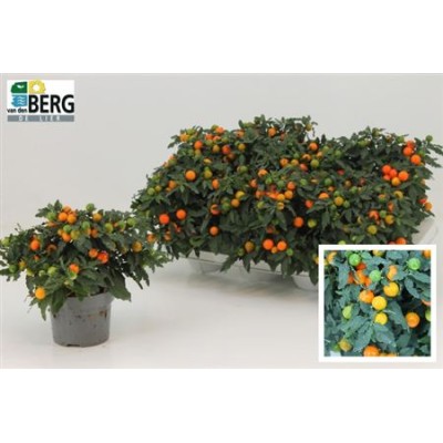 .Solan P Megaball Bes pot...